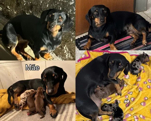 Filhote Fêmea- Dachshund/Basset Arlequim  - Foto 2