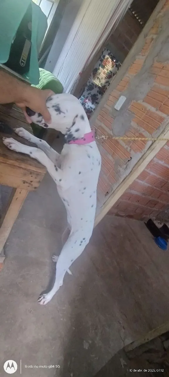 Dálmata para adoção
