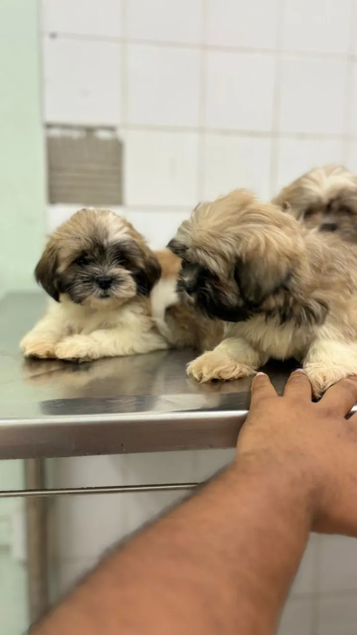 Filhotes Lhasa Apso Lindos e Adoráveis