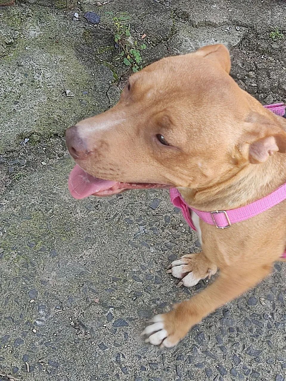 Pitbull disponível para adoção - Foto 3