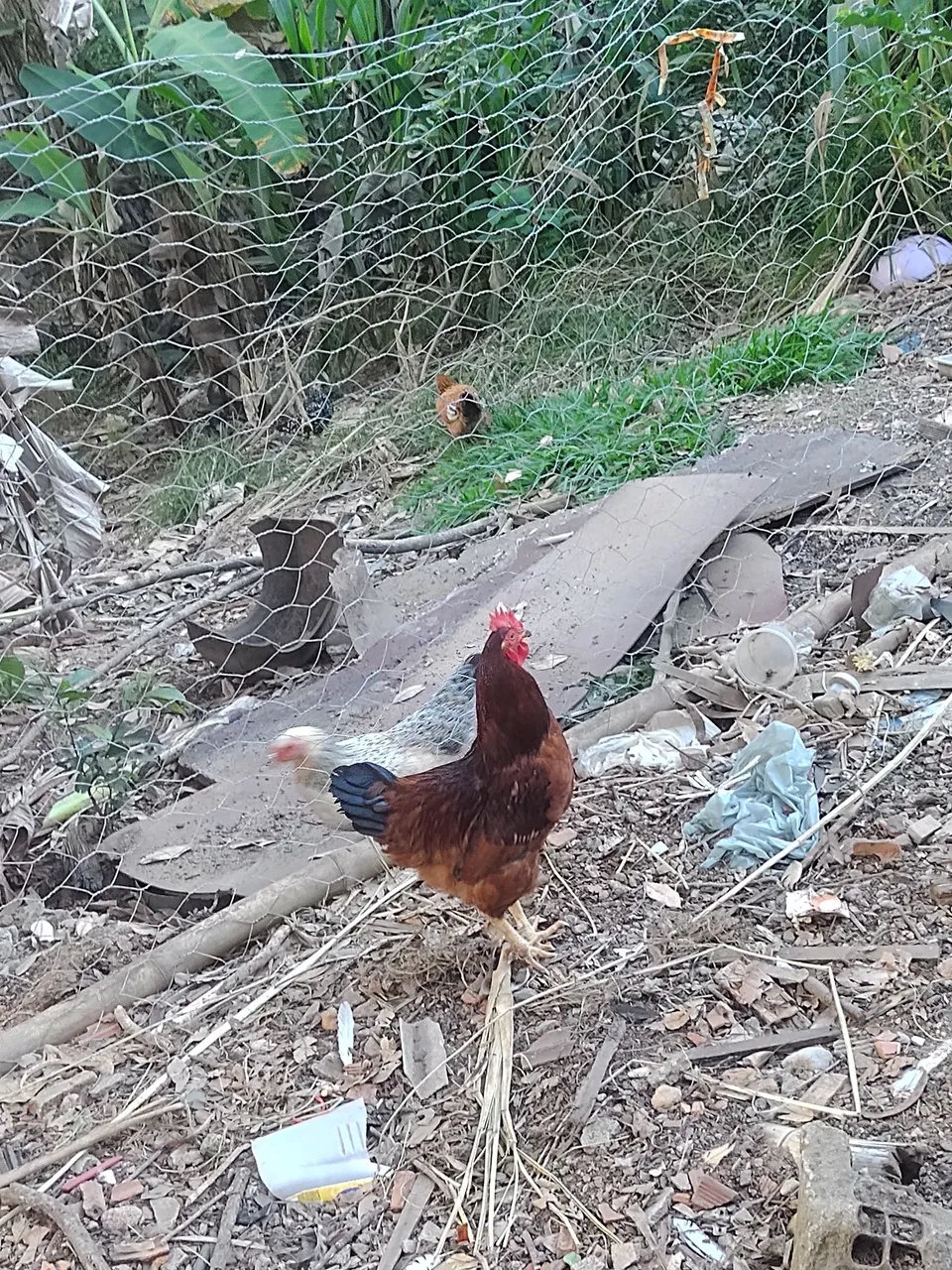 Galo Rhodia
