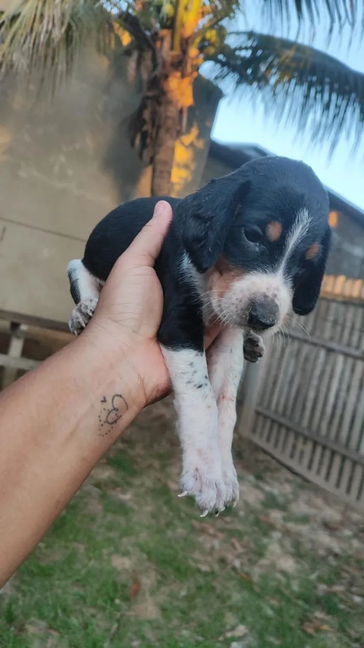 Filhote de cachorro