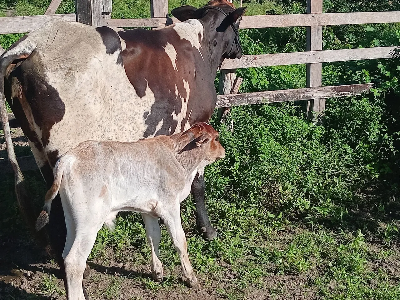 Vaca com bezerro