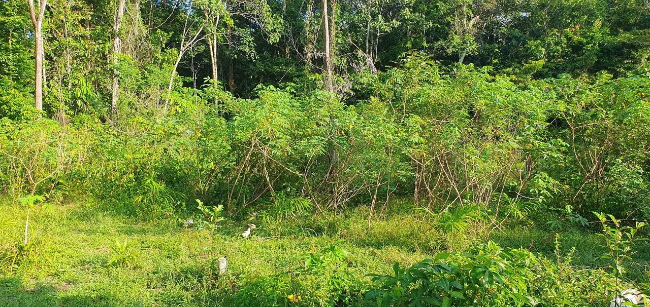VENDO SÍTIO EM STA BÁRBARA  - Foto 2