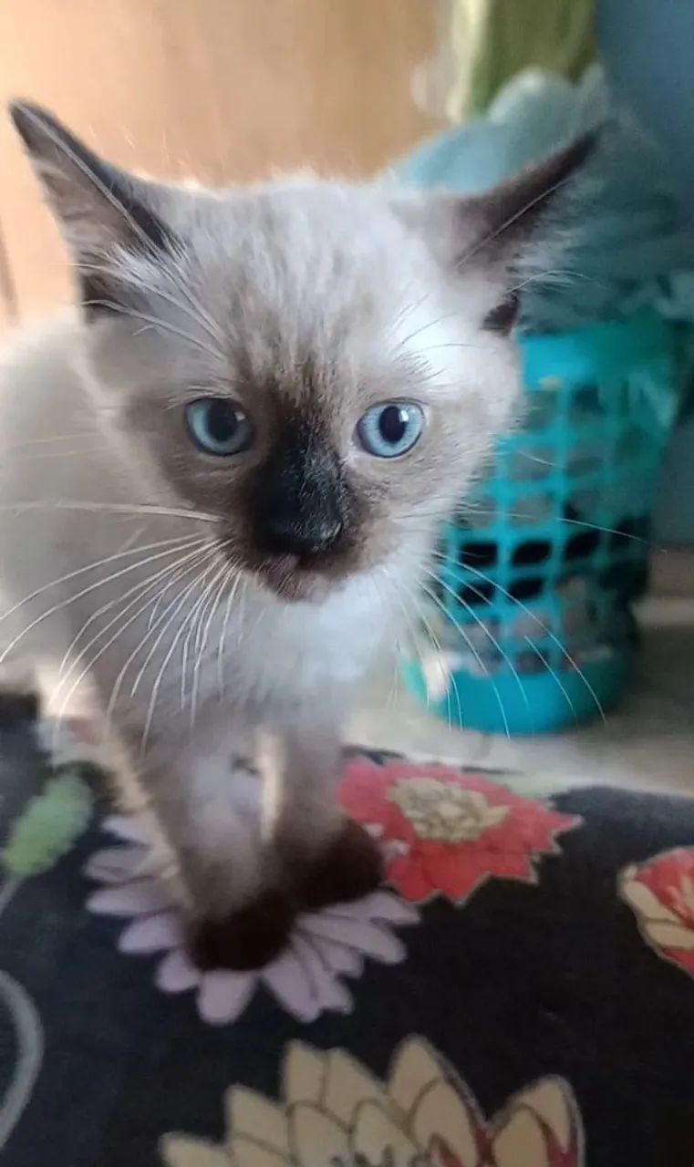 Doa-se lindo gatinho  - Foto 4