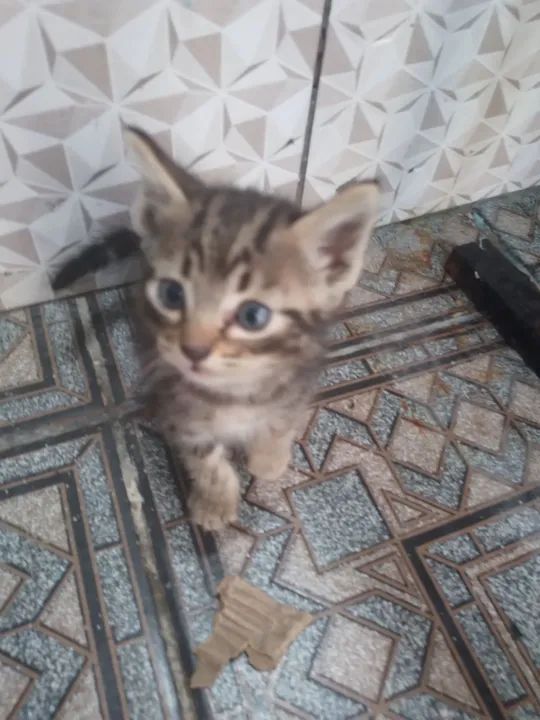 Gatinho lindo disponível para adoção