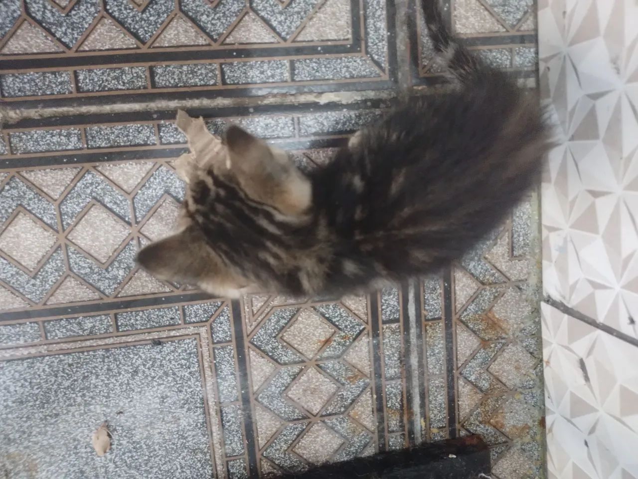 Gatinho lindo disponível para adoção - Foto 4