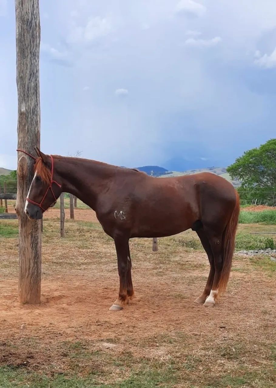 Cavalo Manga Larga Machador Puro e Inteiro  - Foto 2