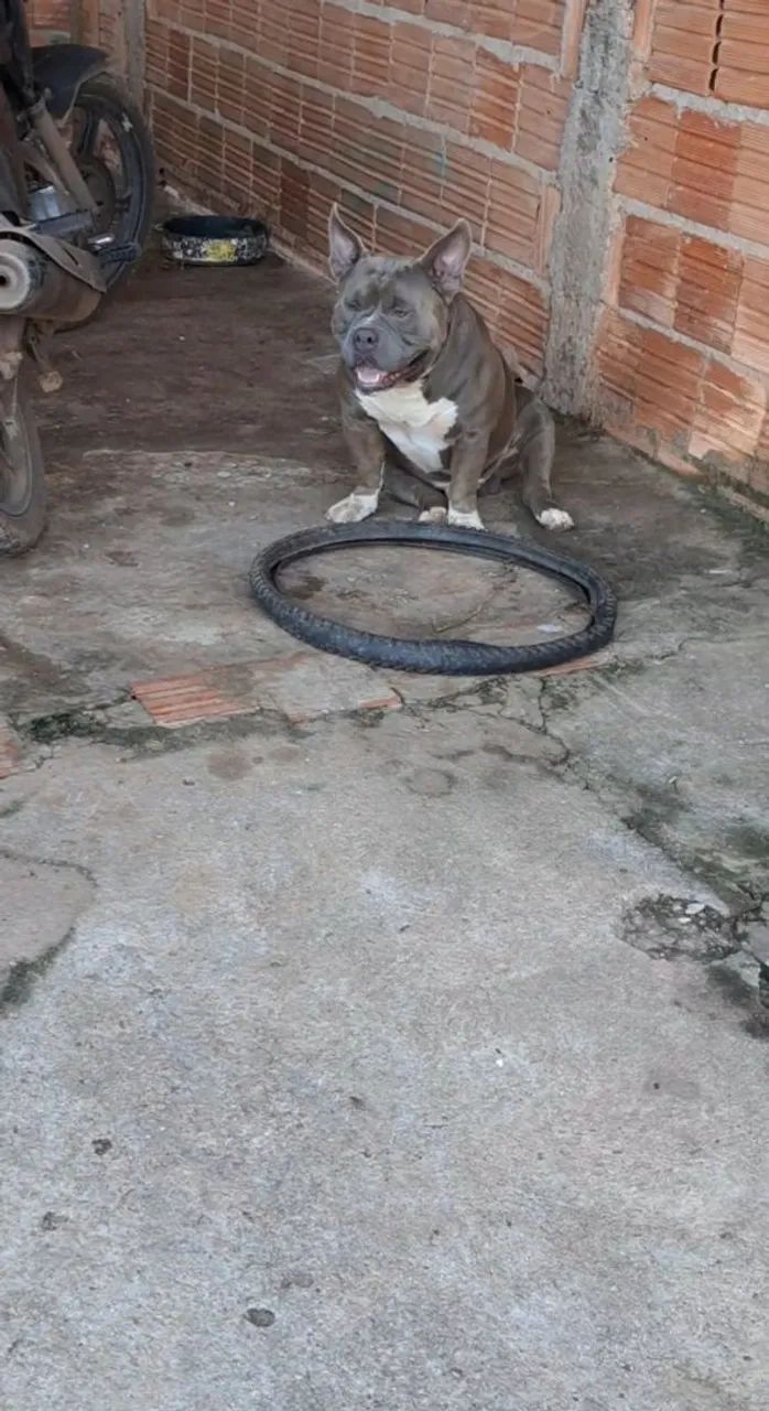 Disponível para cobertura pego em filhotes ou dinheiro pedigree Ibc  - Foto 5
