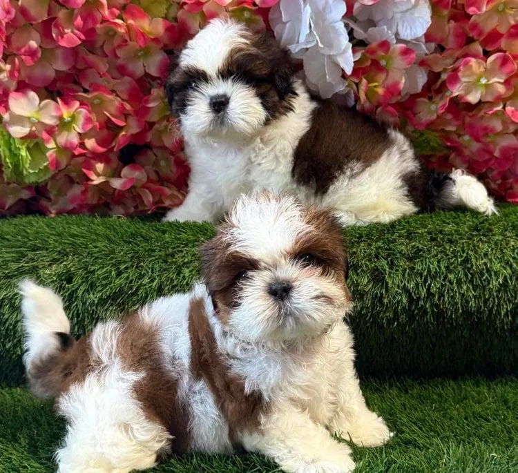 Filhotes Shih Tzu Lindos e fofinhos!