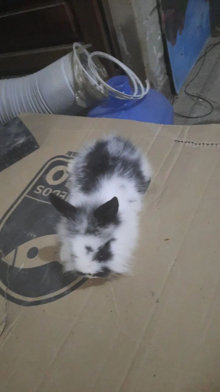 Vendo coelho mine lion reader.  - Foto 2