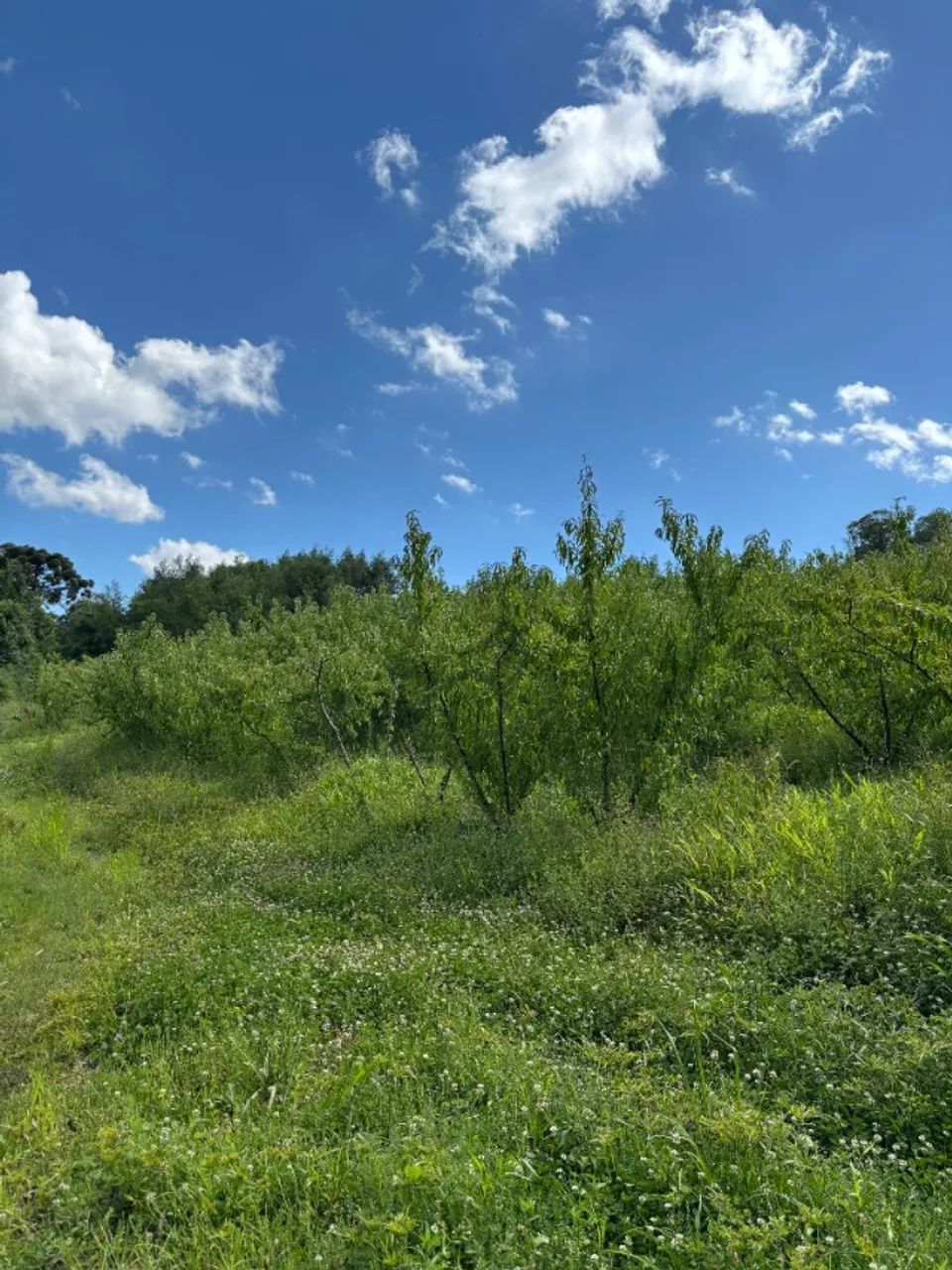 Área de Terra 5he São Gotardo de Vila Seca - Foto 4