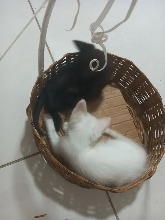 Dois gatinhos fofinhos para adoção - Foto 6