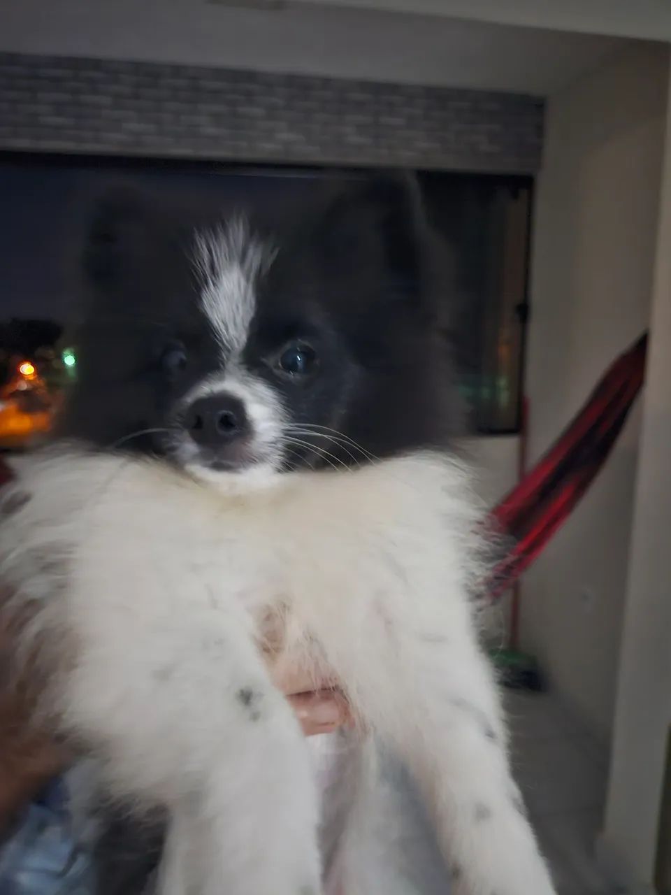 Filhote de Spitz Alemão