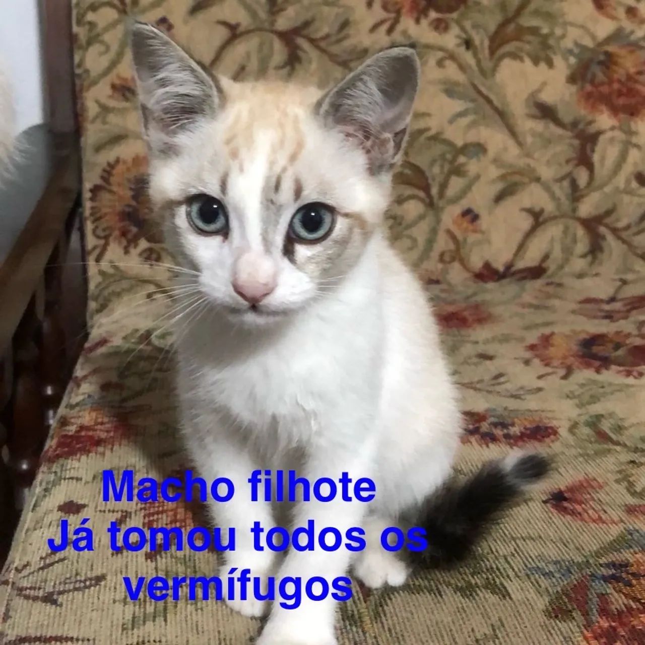 Gatos (filhotes) adoção responsável - Foto 2