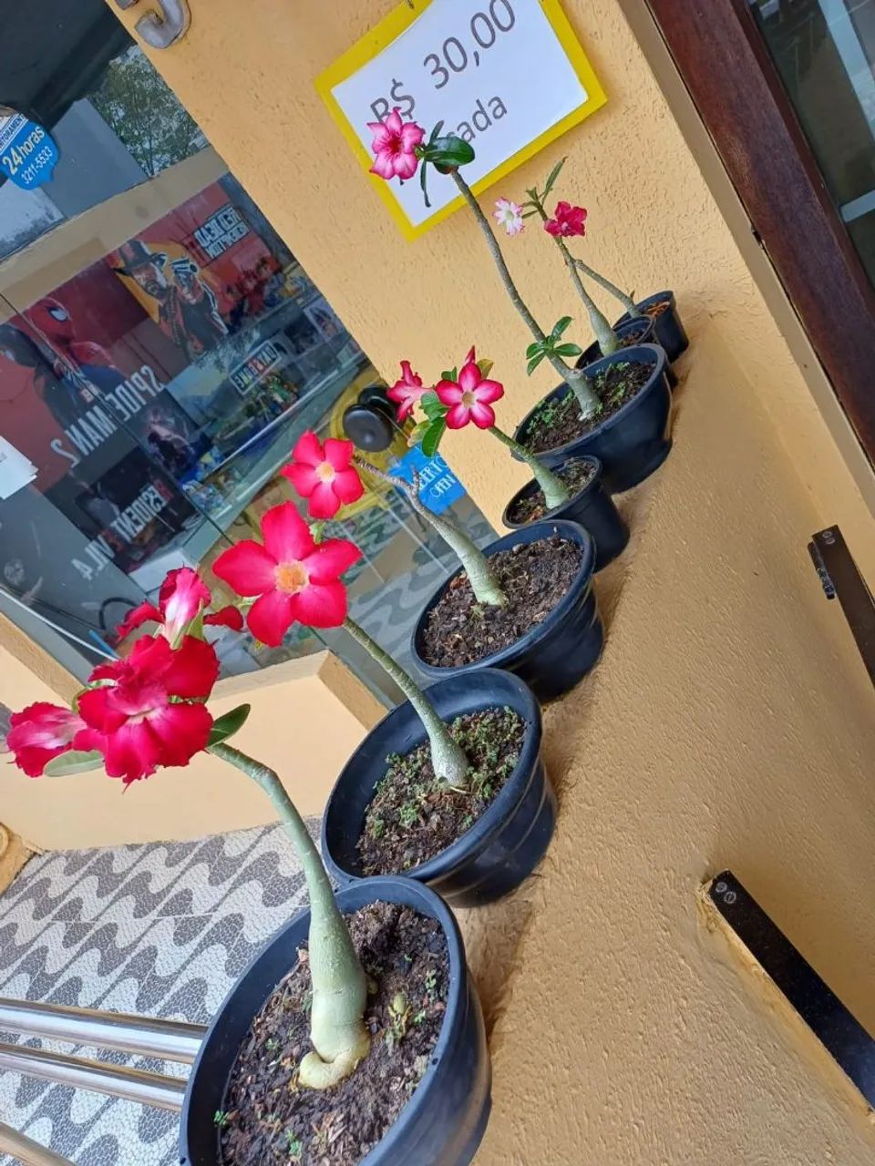 DESERT ROSES - $30.00 EACH64292884232195121