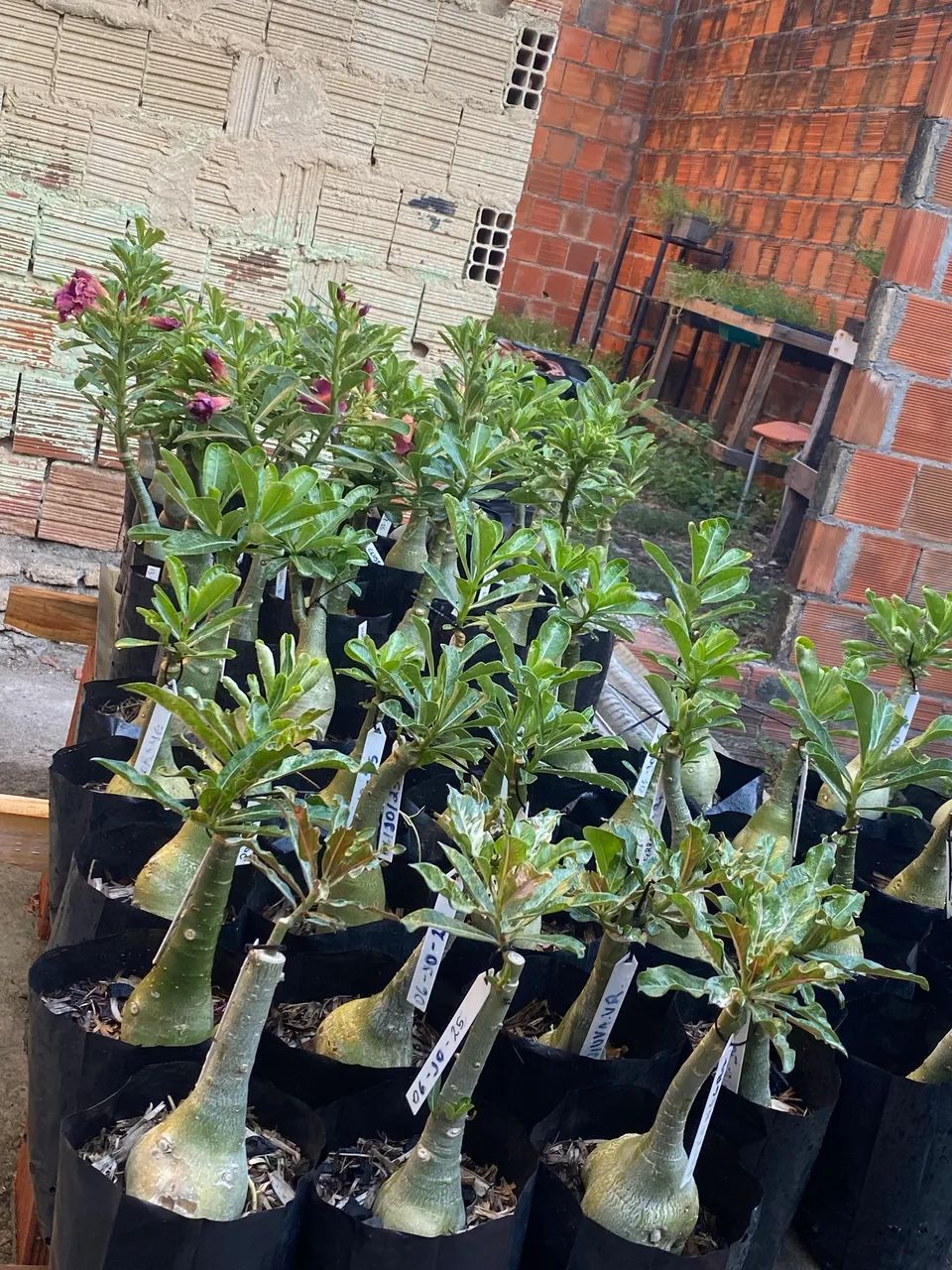 ROSA DO DESERTO - Foto 6