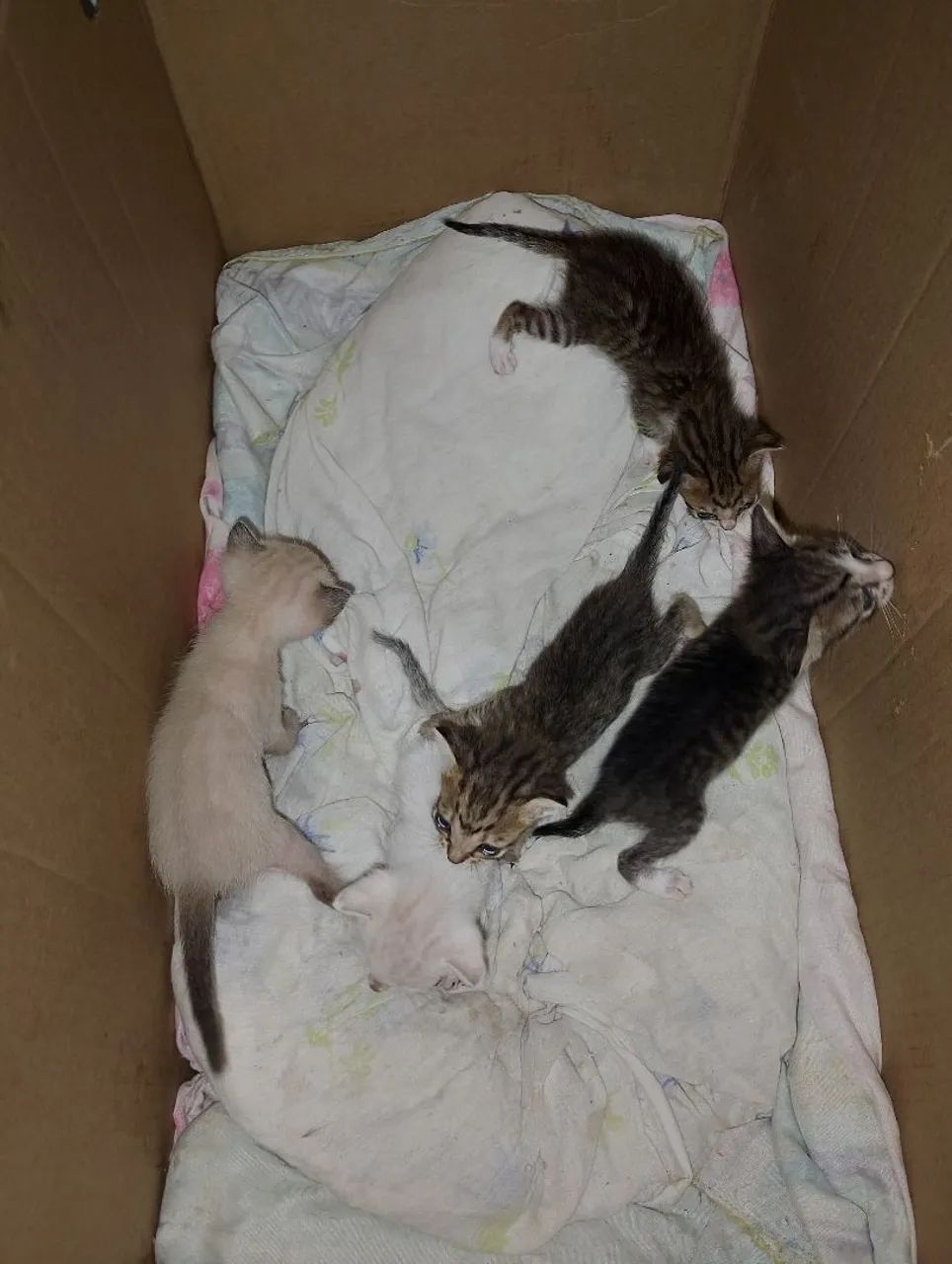 Gatos para adoção  - Foto 2