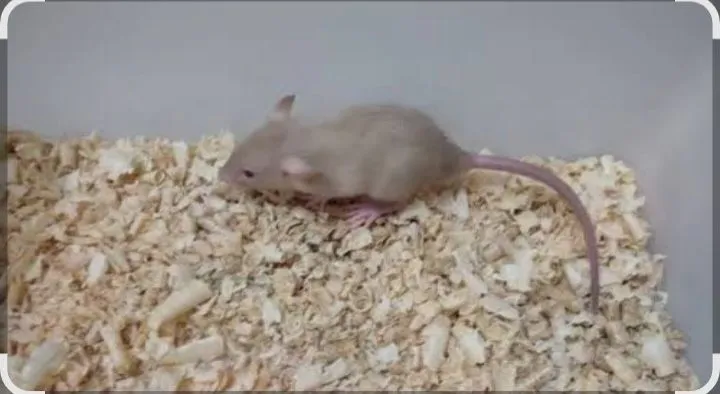 Rato twister caramelo