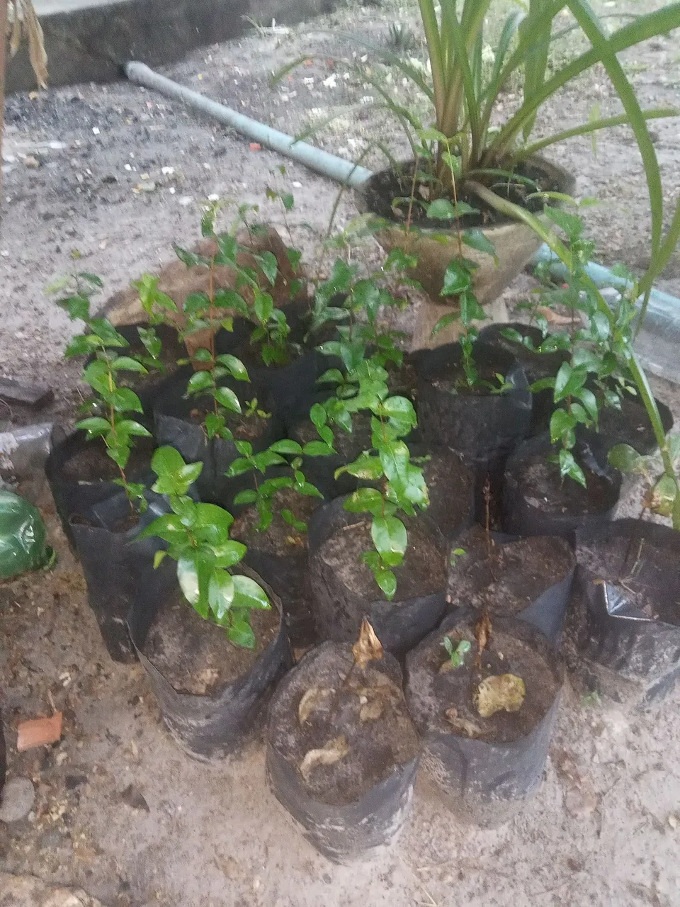 Mudinhas de Plantas pitangas- Diversas Espécies
