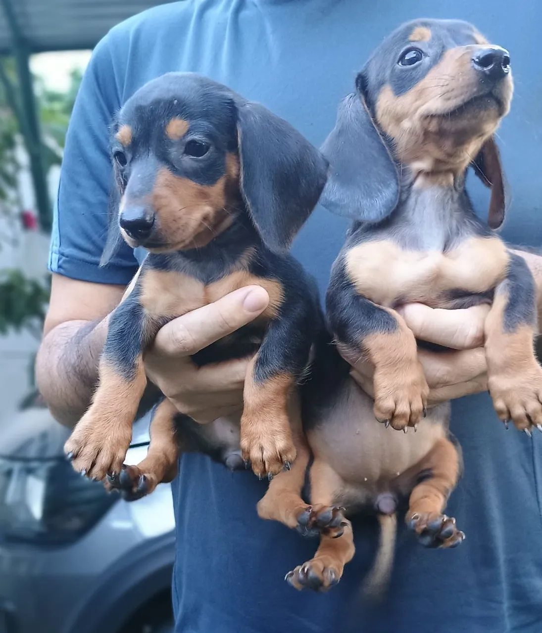 Filhotes de Dachshund excelente linhagem