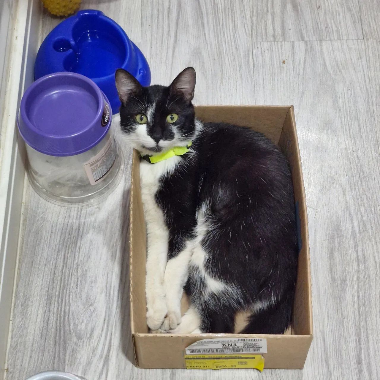 Gato de um ano e oito meses para adoção