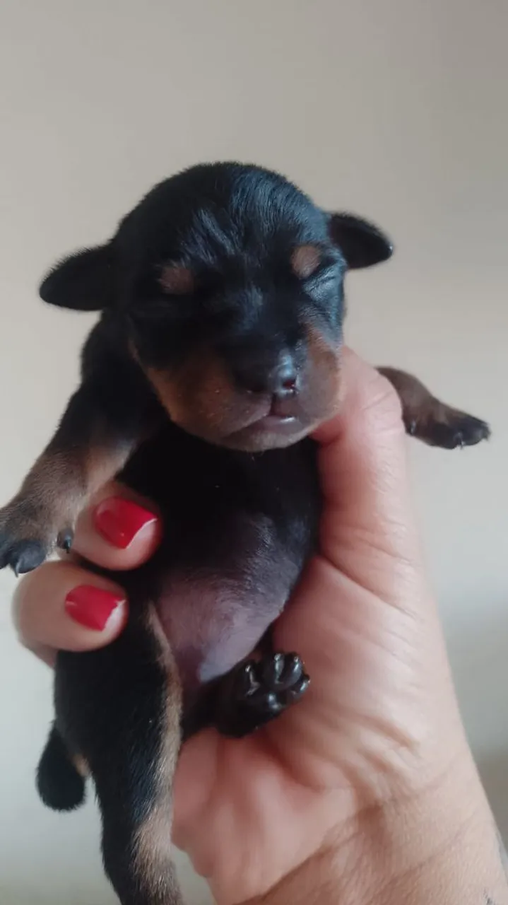 Pinscher 