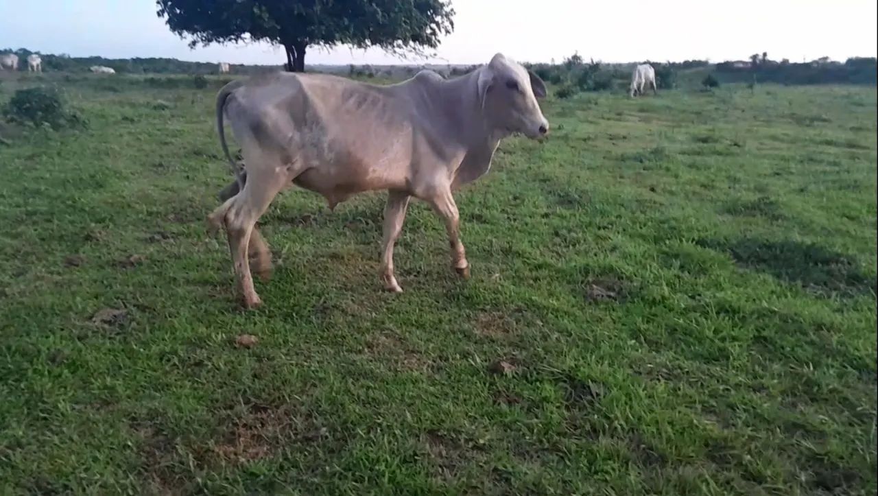 4 garrotes à venda  - Foto 2