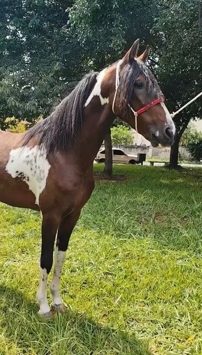 Mangalarga Paulista- Macho - Foto 3