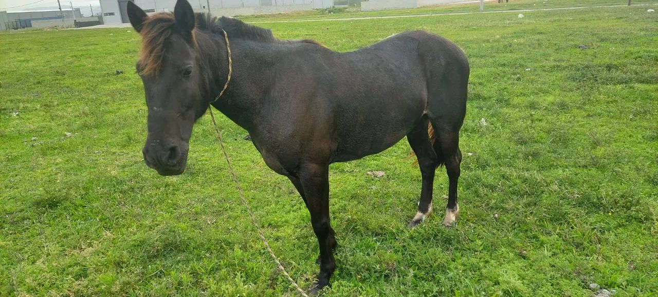 Cavalo crioulo  - Foto 2