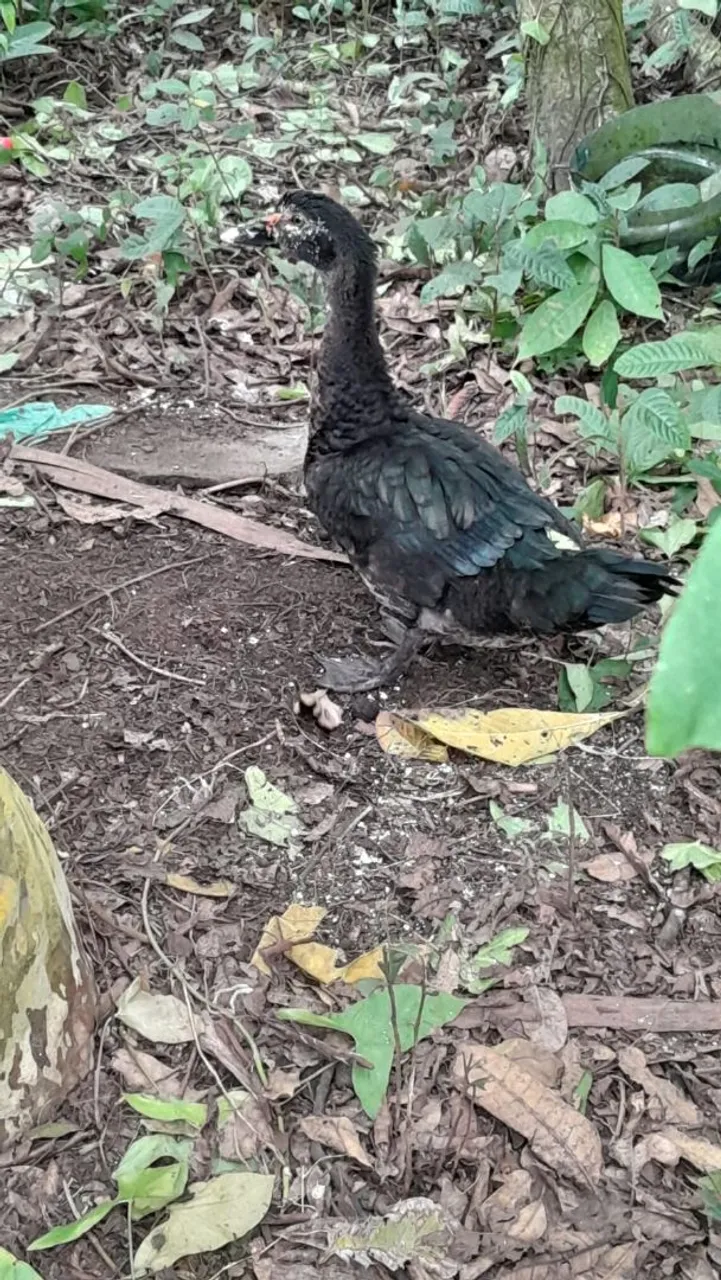 Pato