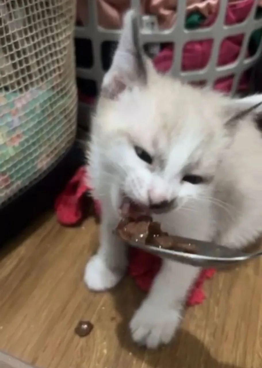 Gatinha siamesa sialata filhote fêmea 