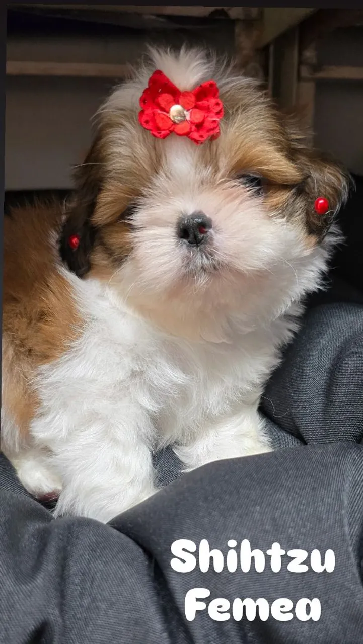 Filhote Shih Tzu Fêmea - Linda e Charmosa!