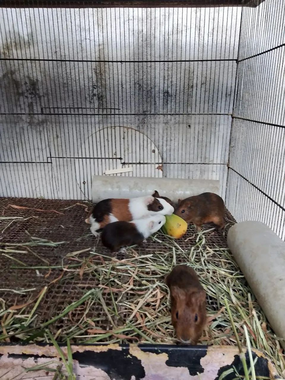 Preá do reino64304561889537120