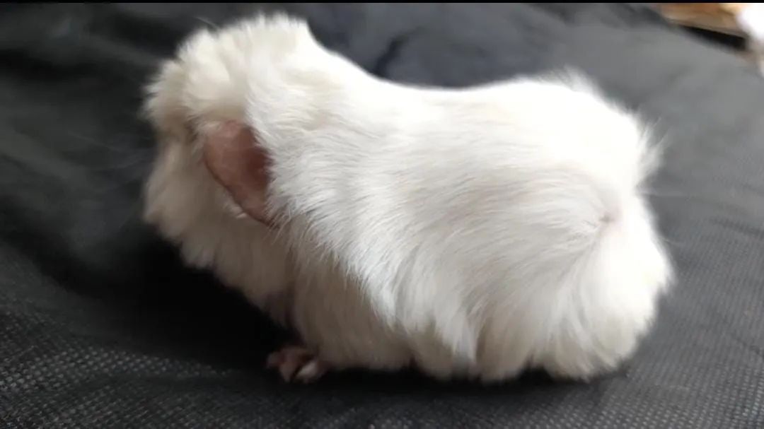 Porquinhos da Índia 