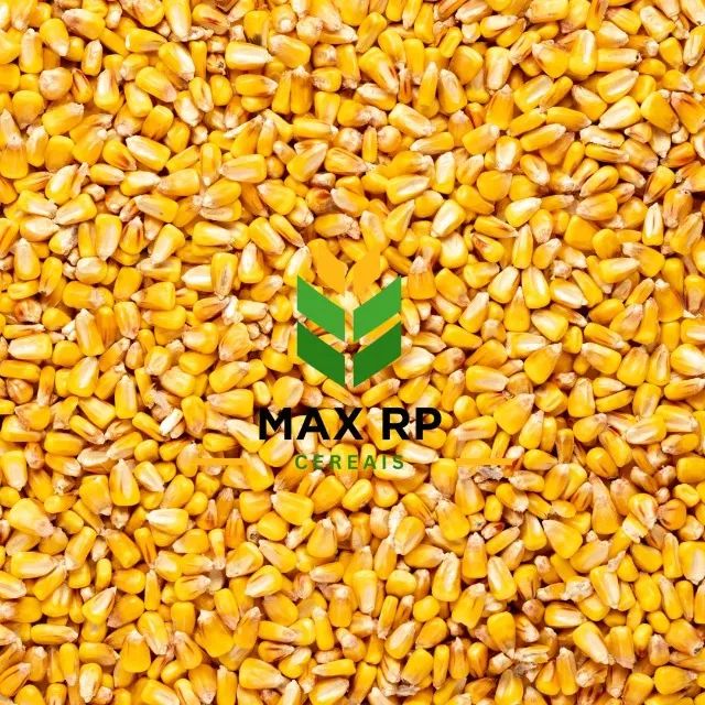 MILHO EM GRÃOS 