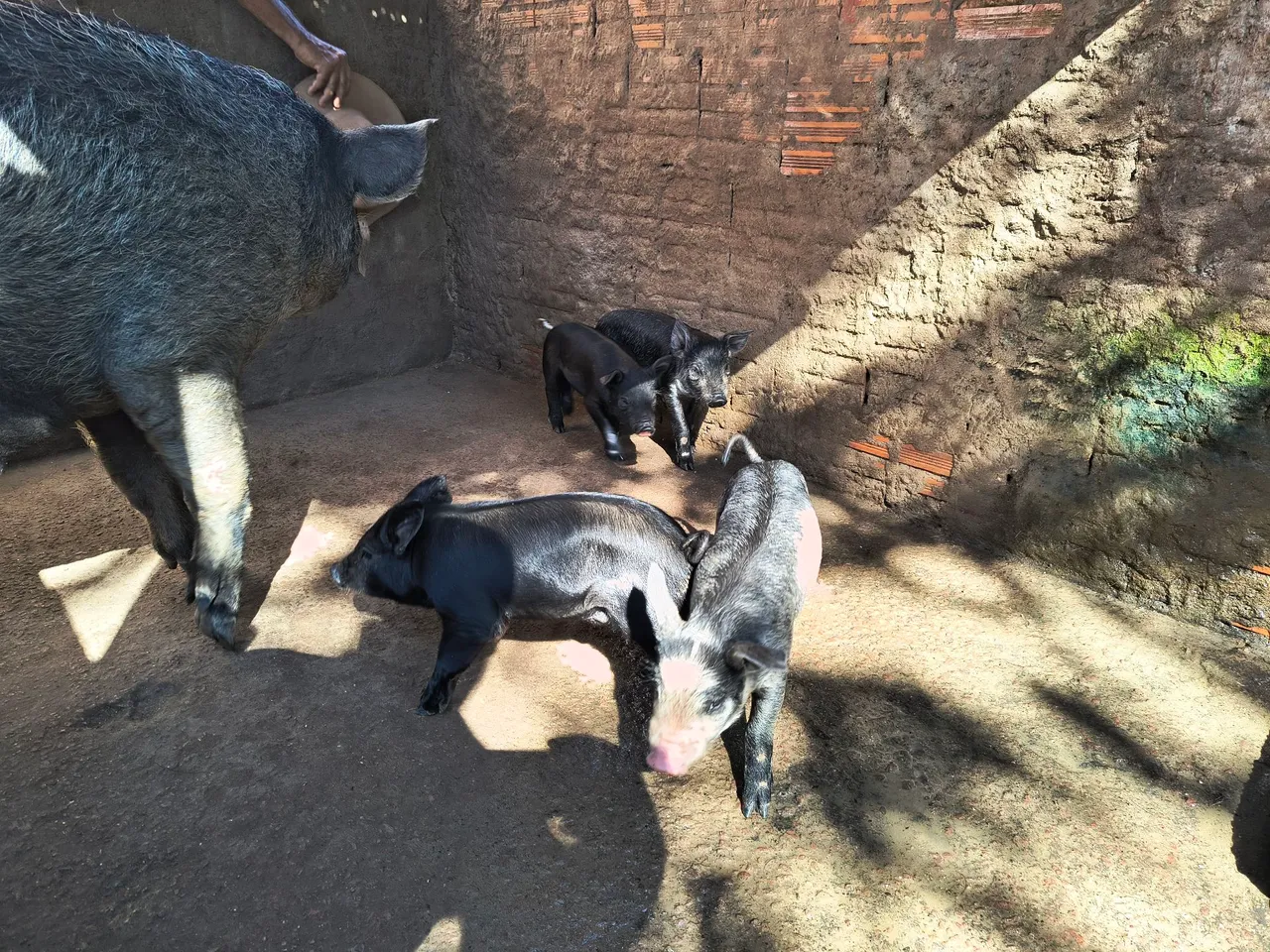 Filhotes de porco da raça duroc