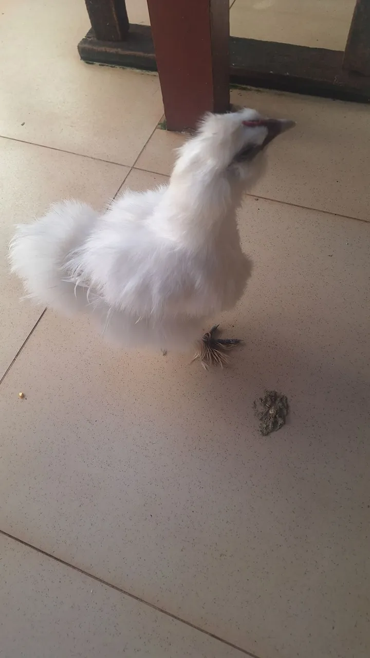 Frango Sedoso Branco