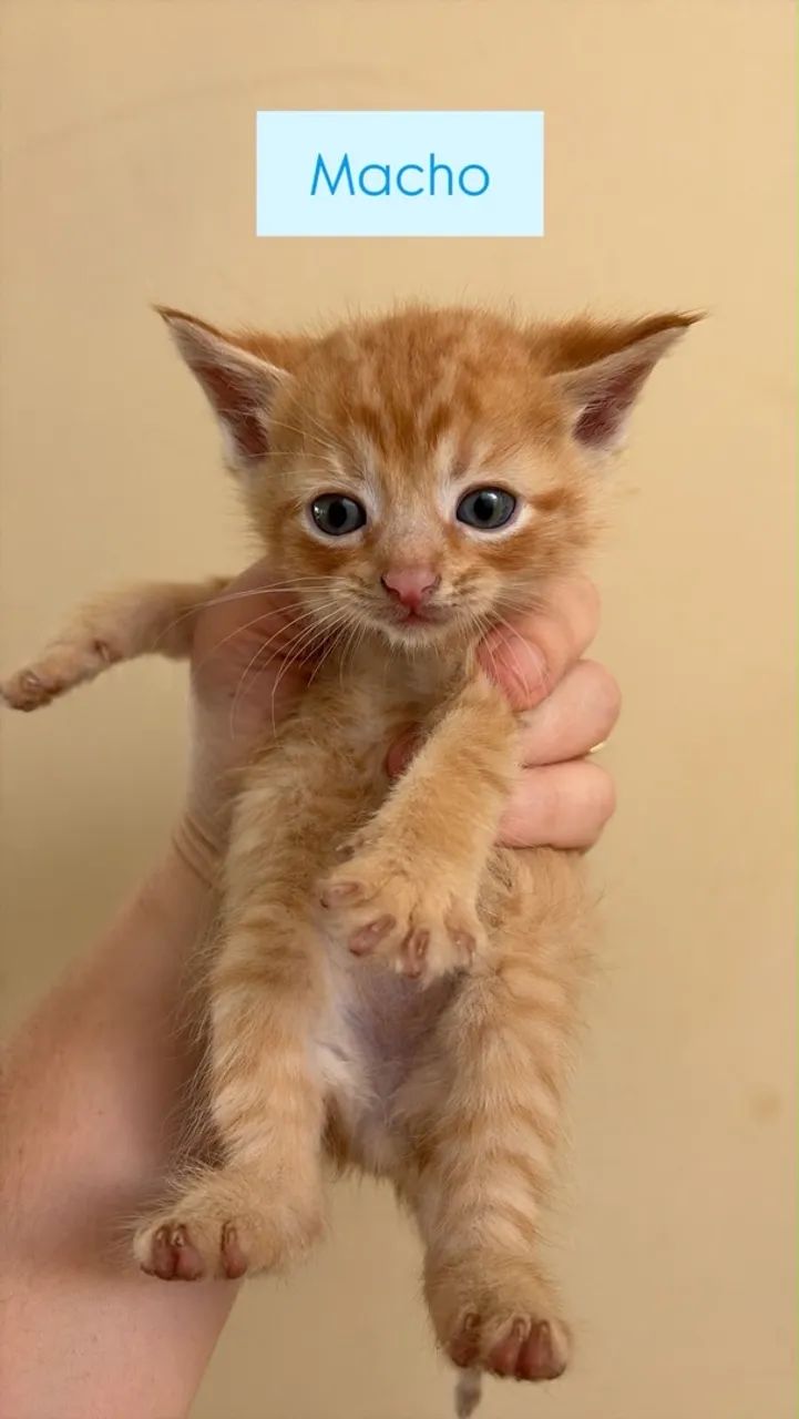 Gatinhos para doação - GRÁTIS!! - Foto 3