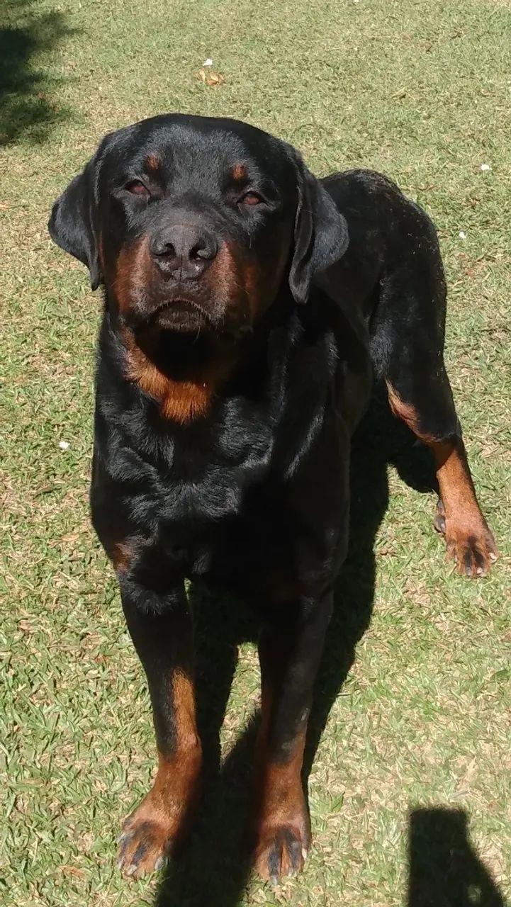 Rottweiler - Foto 2