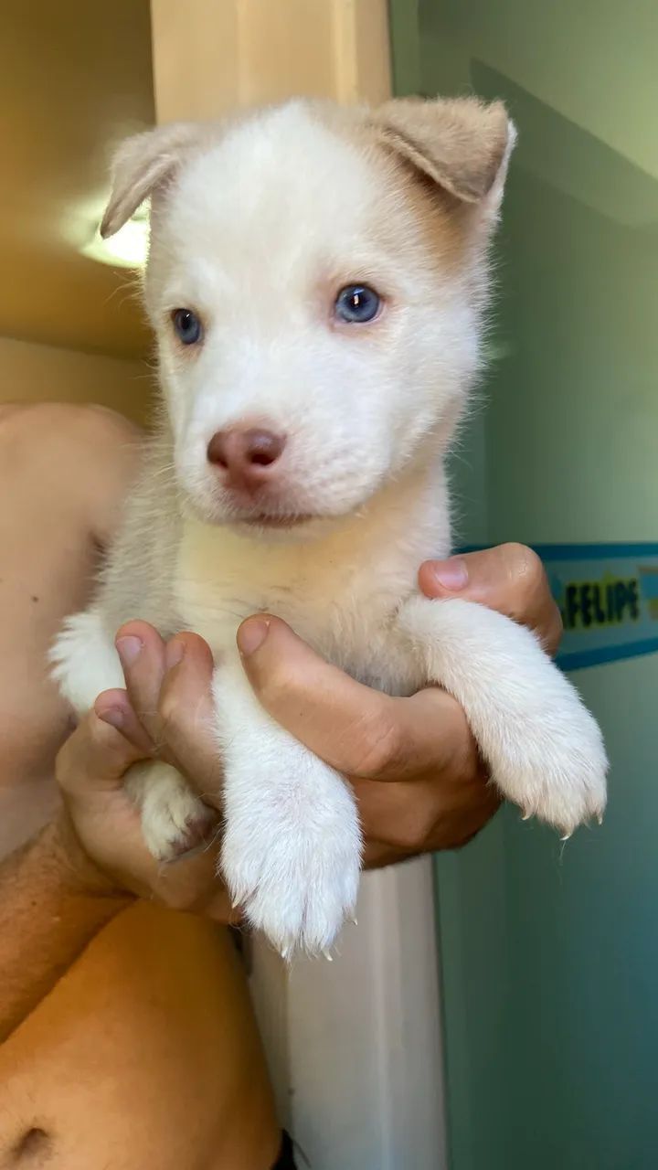 Filhote de Husky (Macho) - Foto 2