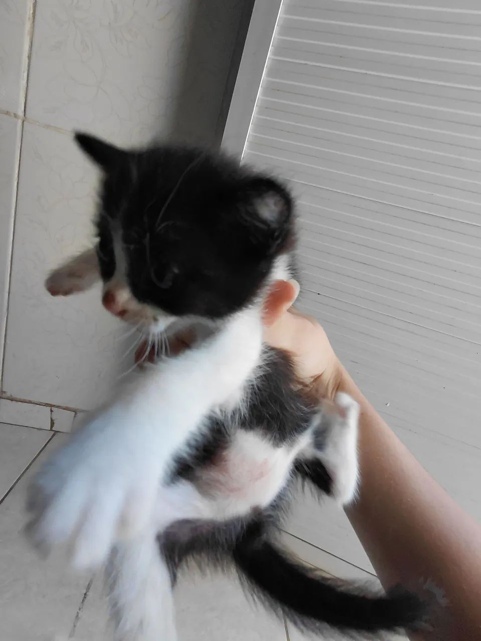Gatos persas com vira-lata - Foto 3