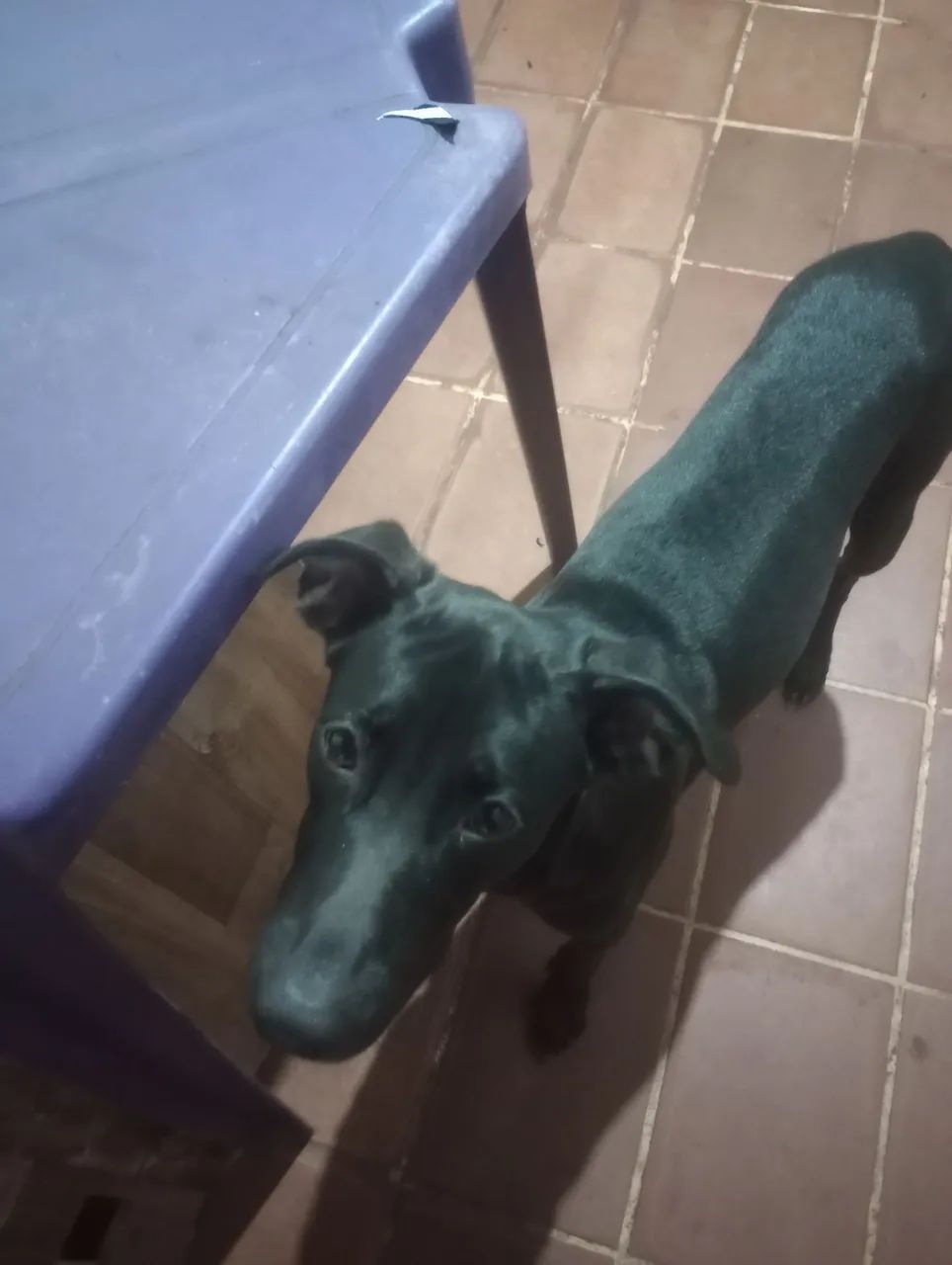 Cachorro Para Adoção  - Foto 2