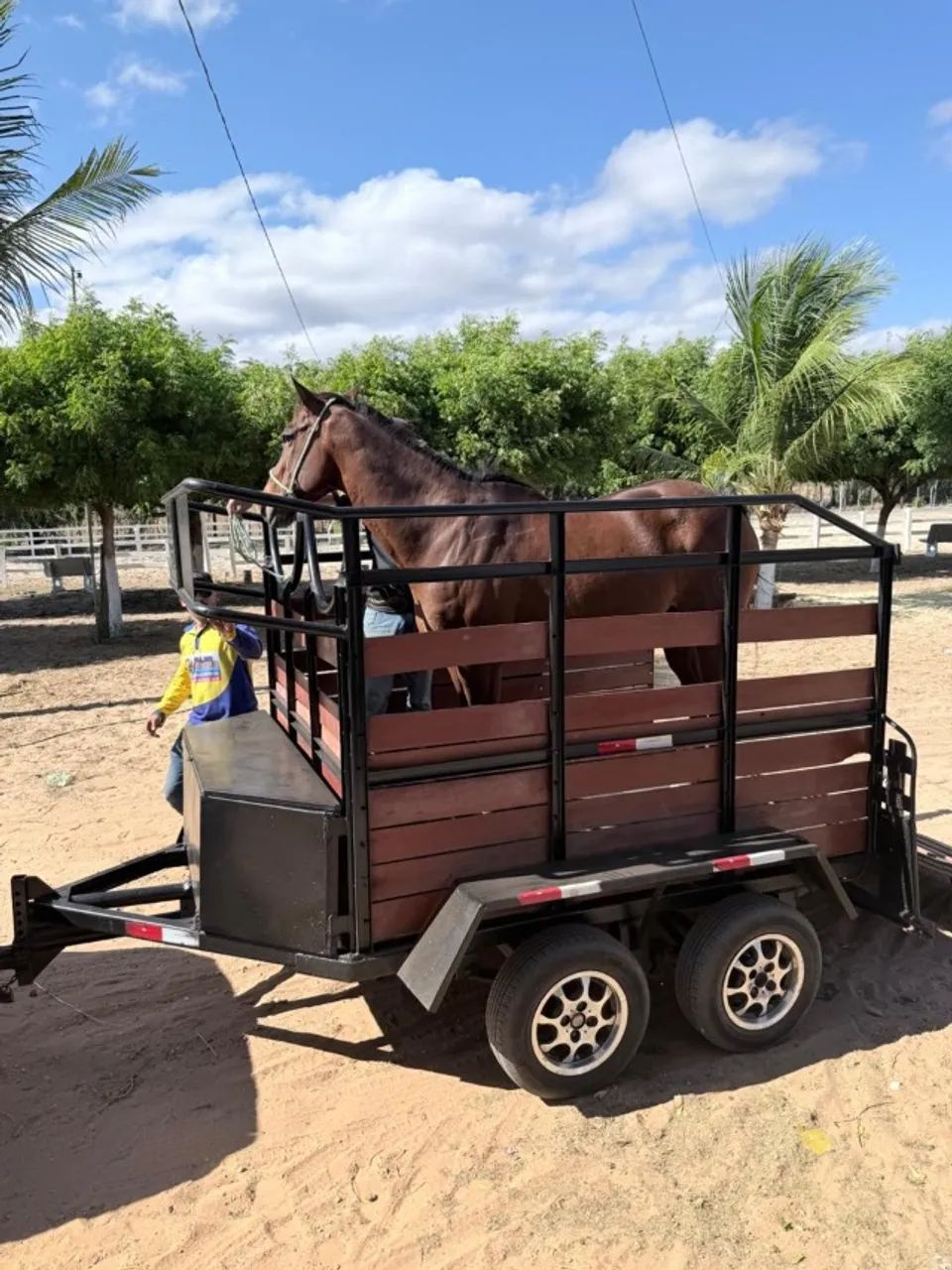 Transporte de cavalos  - Foto 4
