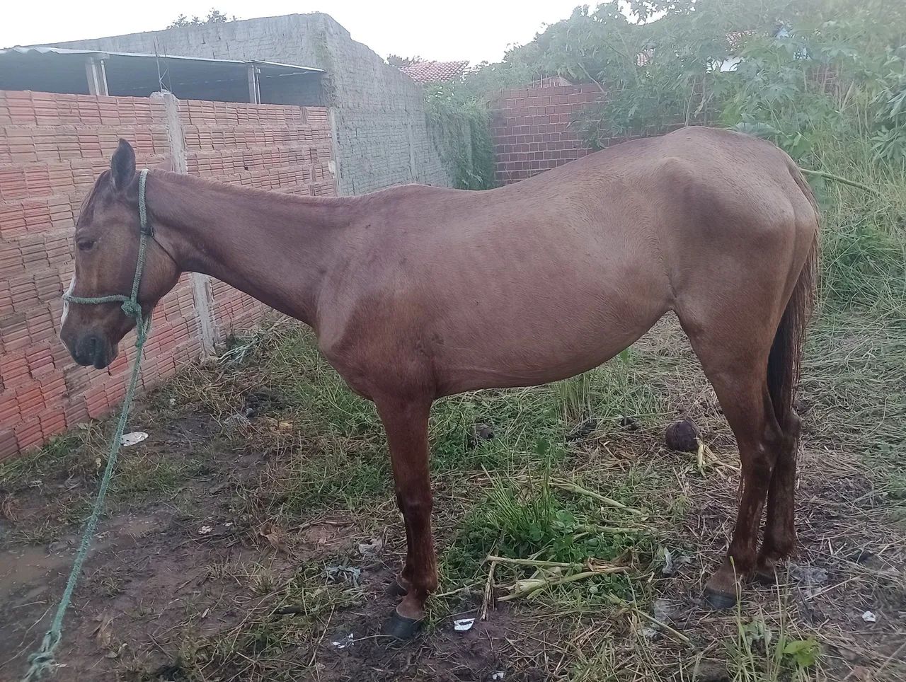 Égua 2.500$ - Foto 4