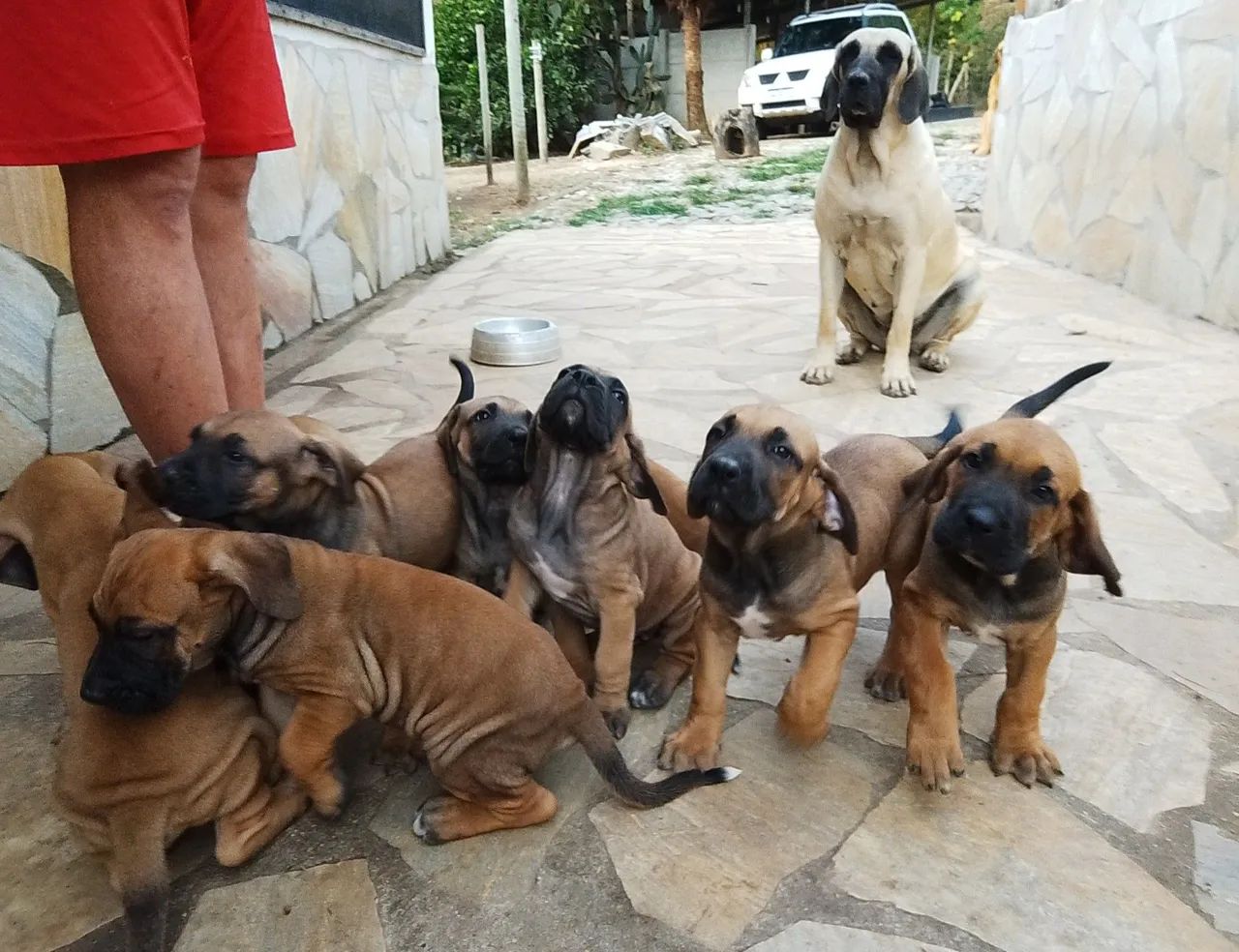 Fila Brasileiro  - Foto 2