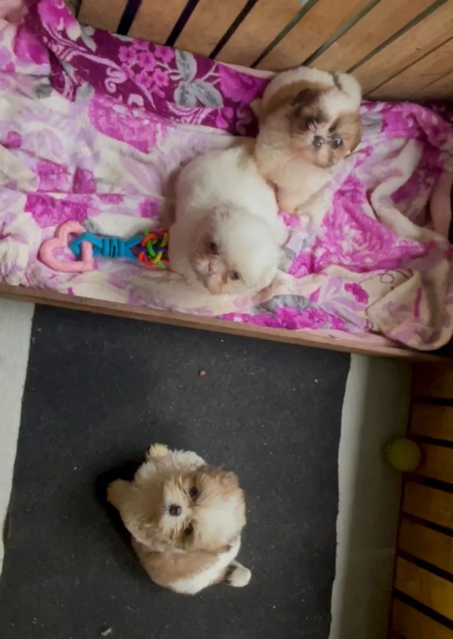 Vendo Femeas Shitzu Mini
