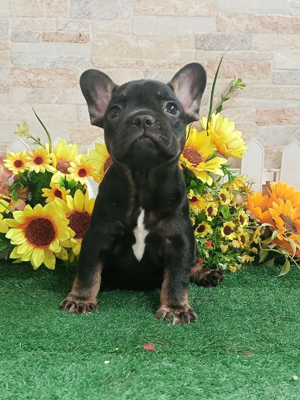 Bulldog Francês  - Foto 2