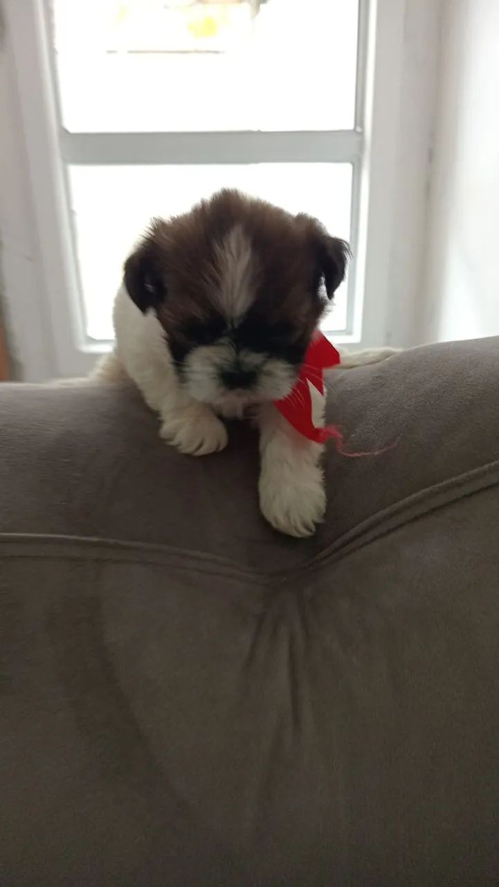 Shihtzu  - Foto 2
