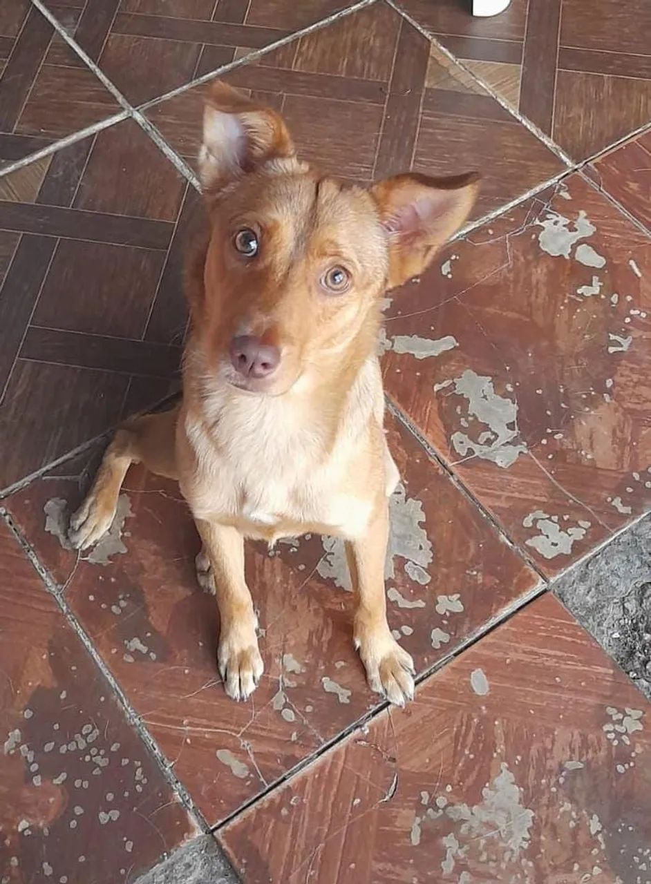 Cachorra para doação!